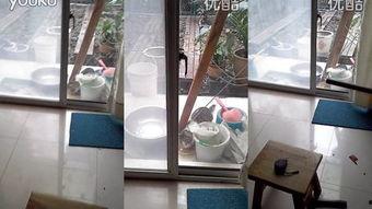 4444kk在线视频,热门内容与观看体验全解析