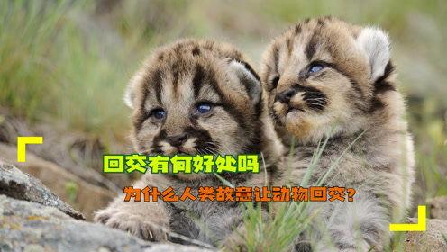 动物 人 交 在线视频,探索在线视频中的跨界奇观