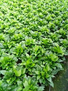 绿萝 在线视频播放,轻松掌握养护技巧