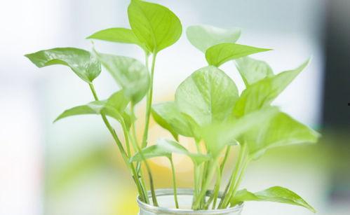 绿萝 在线视频播放,轻松掌握养护技巧