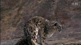 九豹日本在线视频,揭秘神秘东方国度的激情与魅力