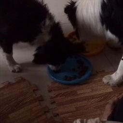 调教犬奴在线视频播放