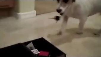 调教犬奴在线视频播放